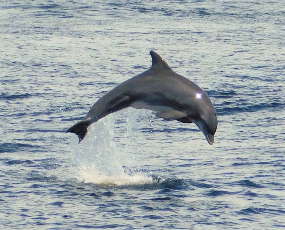 dolphin tours pcb fl